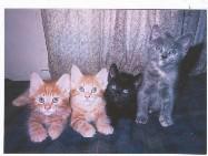 The Fab Four - Rusty, Dusty, Clemintine and Pokie - Doug Newman The Cat Album, Cat Songs, Kitten Songs 